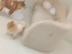 -怪兽屋·羊驼·猫咖·狗咖(俊华广场店)