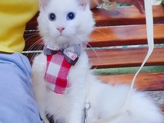 -70cat德文卷毛猫·缅因猫纯种猫舍
