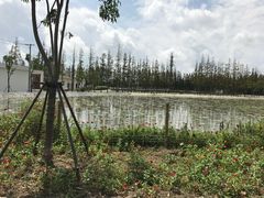 -上海长兴岛郊野公园