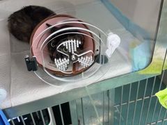 -爱侣·安琦尔宠物医院·中兽医针灸·心内科·狂犬免疫点(宝山区院)