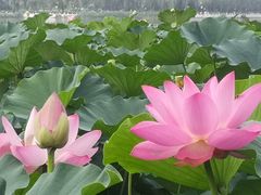 -天泽祥·鼓楼馒头(鼓楼店)