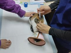 -爱侣·安琦尔宠物医院·中兽医针灸·心内科·狂犬免疫点(宝山区院)