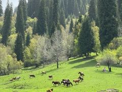 -新疆那拉提国家旅游度假区