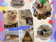 -平行世界·猫咖(首经贸店)