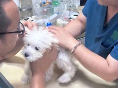 -仁普宠物诊所·中兽医·夜诊·狂犬免疫点(住友昌盛新苑店)