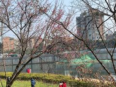 -望江楼公园