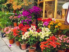 -溪岸路花鸟市场