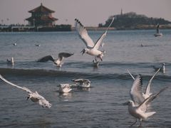 -栈桥景区