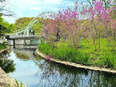 -上海共青森林公园