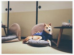 -逗柴咖啡屋·狗咖猫咖宠物桌游