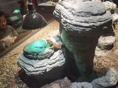 -帕帕拉兹宠物(亚洲旗舰店)