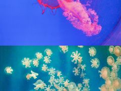 -南昌海洋公园