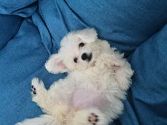 -翊宠yipet猫狗购宠庄园犬舍•猫舍