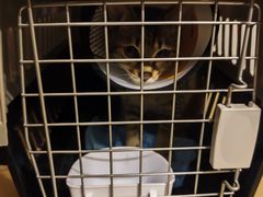 -瑞派动物医院·猫专科·至诚(江南中分院)