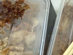 -老王豆皮