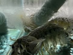 -凯华海鲜火锅·传承三十六年