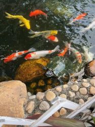 -维倪月子会所(独栋庭院·南海店)