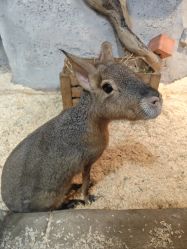 -Zoolung Zoolung动物主题公园(海信广场店)