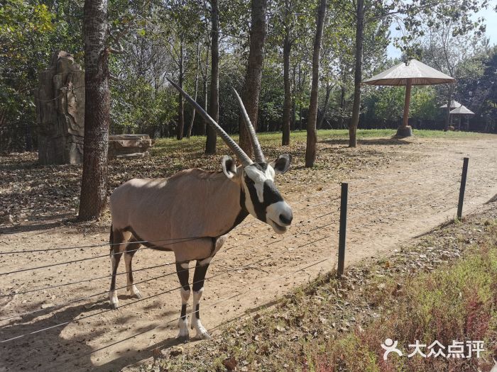 大连森林动物园图片