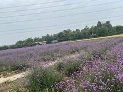 -紫颐香薰山谷景区