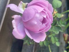 -新白鹿餐厅(百联中环店)