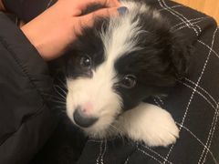 -翊宠yipet猫狗购宠庄园犬舍•猫舍