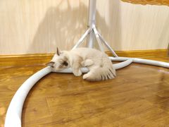 -绒爪撸猫下午茶·猫咖