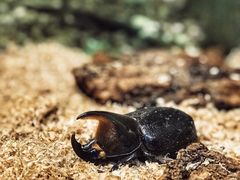 -上海大自然野生昆虫馆(东方明珠·爬宠昆虫探索中心)