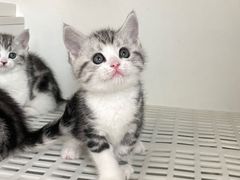 -lincat·猫舍(广州店)