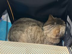 -伟伟宠物医院·CT影像中心·瑞派犬猫综合性门诊(汉口总院)