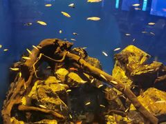 -海合安武汉极地海洋公园