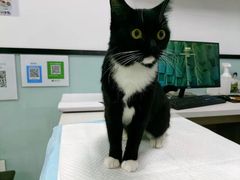 -嘉馨宠物医院·CT影像转诊·心脏科·犬猫全科诊疗中心(下沙大学城院区)
