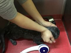 -瑞鹏宠物医院·爱宠堂·骨外专科(西荷分院)