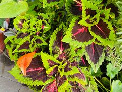 -春明狗肉馆(经开一区店)