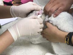 -美联众合动物医院·24h京西诊疗中心