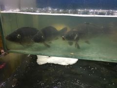 -大鹅岛灶台鱼·铁锅炖(水库路店)