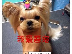 -我爱吾宠宠物美容院(朝阳路店)