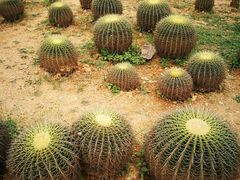 -松山湖梦幻百花洲