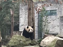 -都江堰中华大熊猫苑