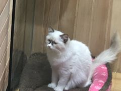 -藏猫猫咖啡主题馆(中央大道店)