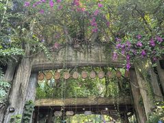 -西双版纳原始森林公园