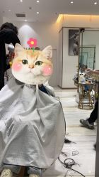 -HAIR POP