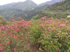 -木兰云雾山