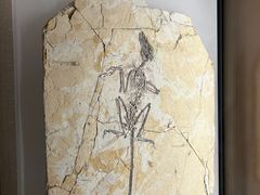 -辽宁古生物博物馆