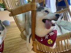 -Husky Go! 哈士奇体验馆·宠物咖啡厅狗咖