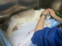 -谐和贝康宠物医院24小时·宠保定点(急重症转诊中心)