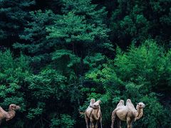 -杭州野生动物世界