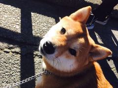 -Oh My Dog宠物沙龙(伊珊娜皮毛护理店)