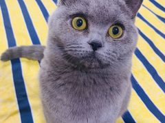 -宠爱国际动物医院·消化内科·心肾内科·ISFM猫友好(望京店)
