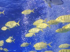 -太平洋海底世界